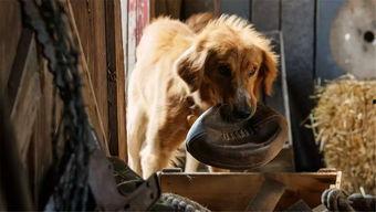 狗世界 电影在线观看,忠诚与勇气的电影之旅